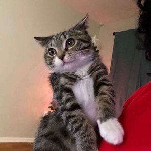 Meet your Posher, Rias